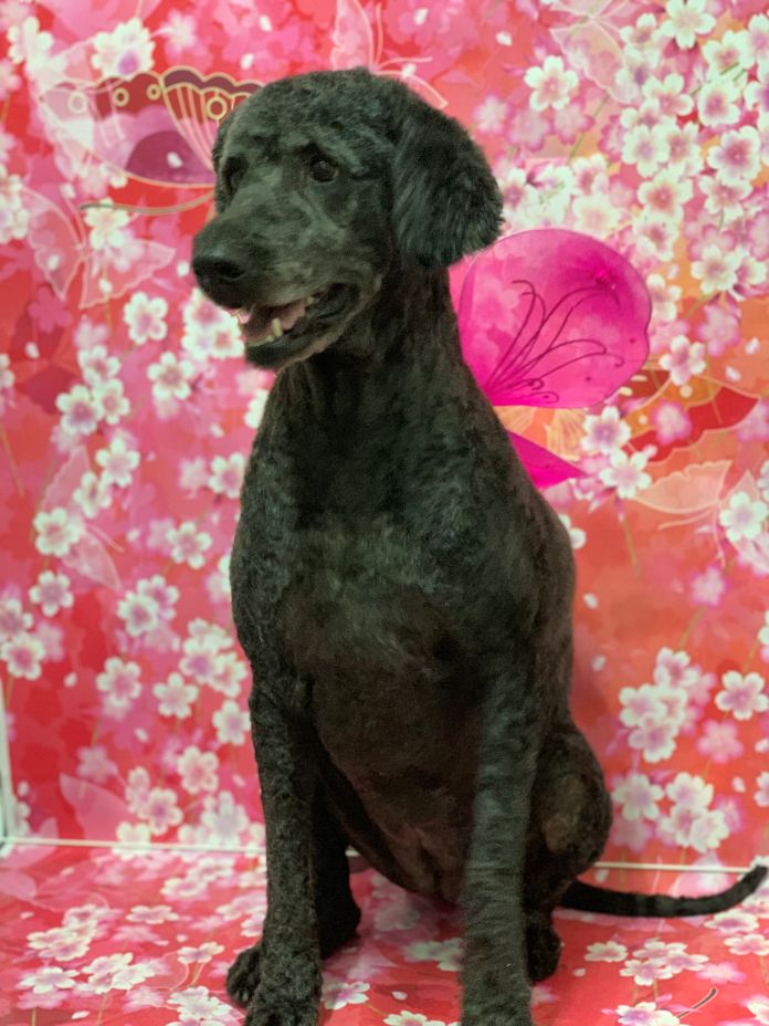 Groomed Dog 61
