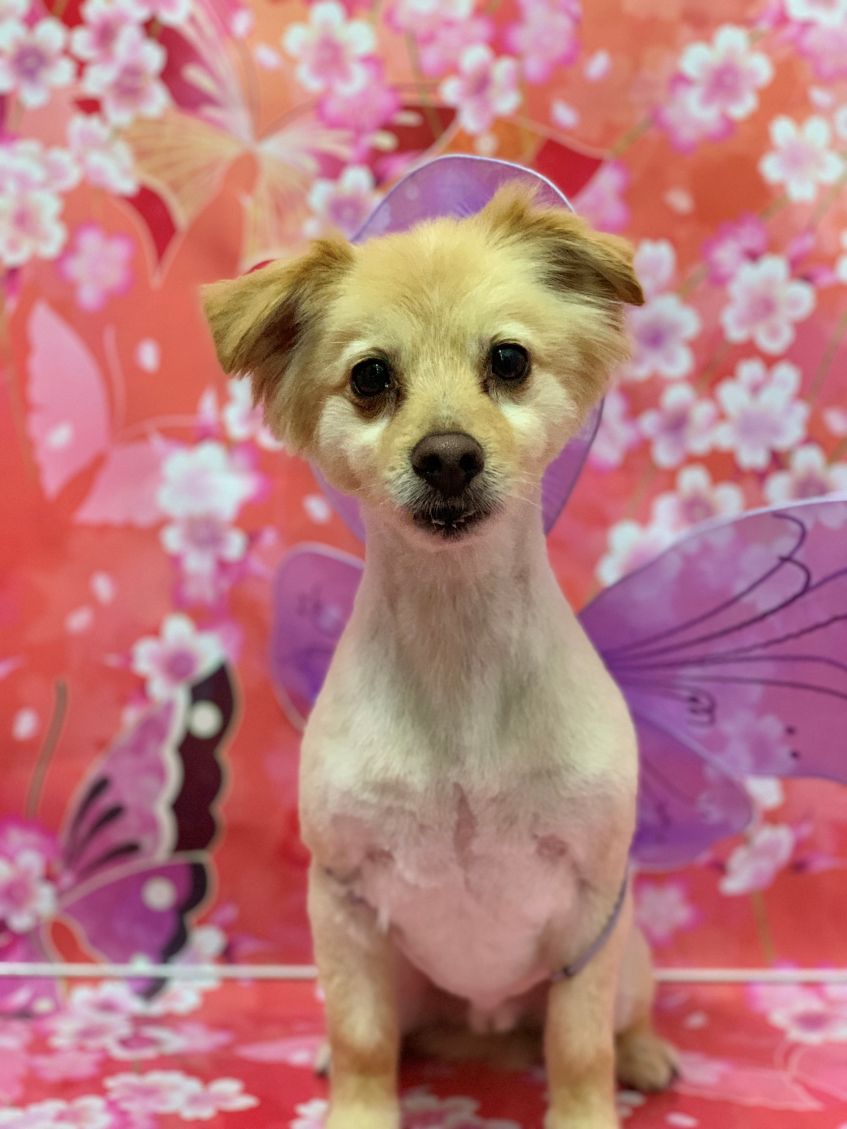 Groomed Dog 62