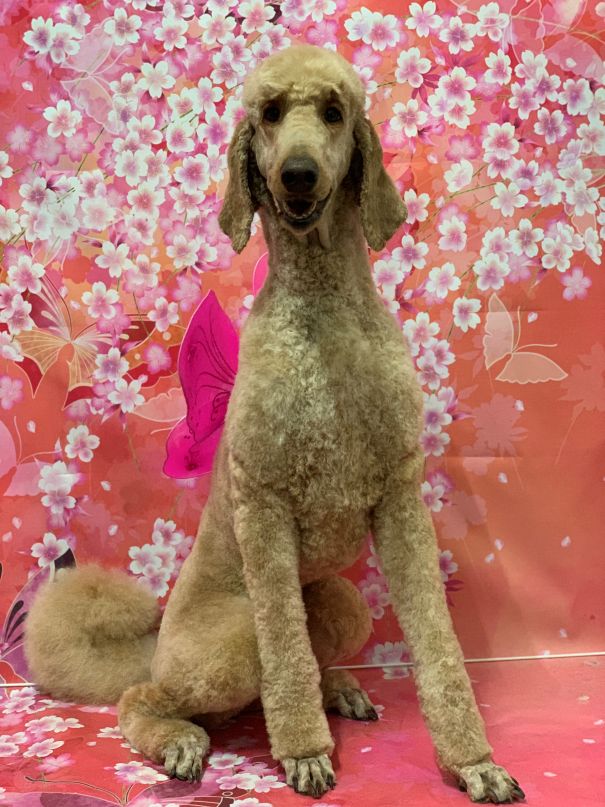 Groomed Dog 63