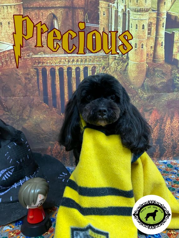 Groomed Dog 69